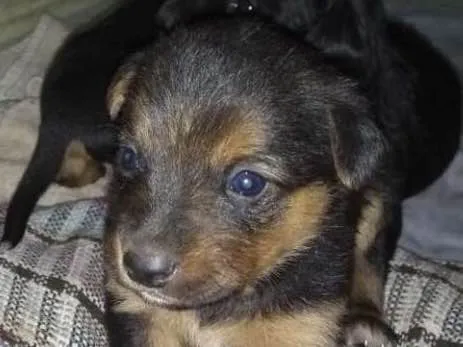 Cachorro ra a Mistura de labrador com mãe pe idade Abaixo de 2 meses nome Número 1,2,3,4