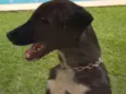 Pretinho 2
