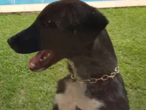 Cachorro raça Sem raça  idade 2 a 6 meses nome Pretinho 2
