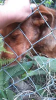 Rambo e Bela