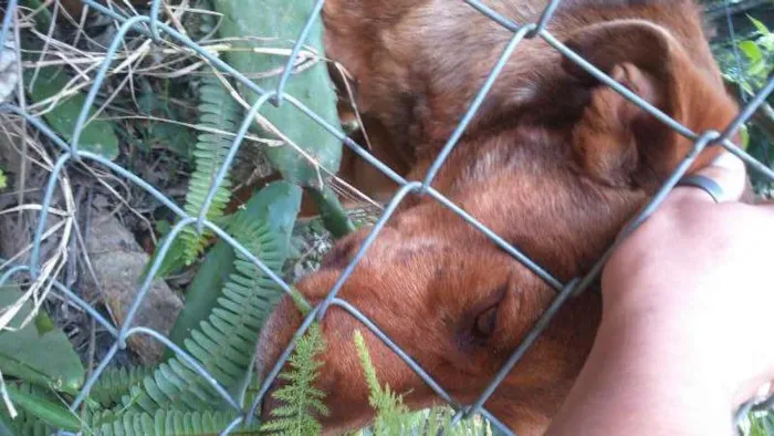 Cachorro ra a Pit-Bull idade 1 ano nome Rambo e Bela
