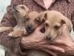Cachorro raça Sem raça  idade Abaixo de 2 meses nome Sem nome