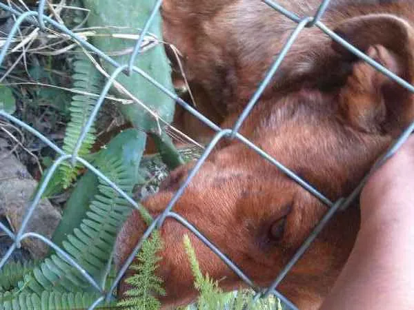 Cachorro ra a Pit-Bull idade 1 ano nome Rambo e Bela