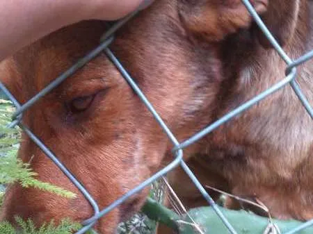 Cachorro ra a Pit-Bull idade 1 ano nome Rambo e Bela