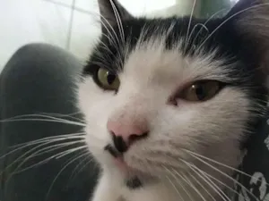 Gato raça Sem Raça  idade 1 ano nome Não tem 