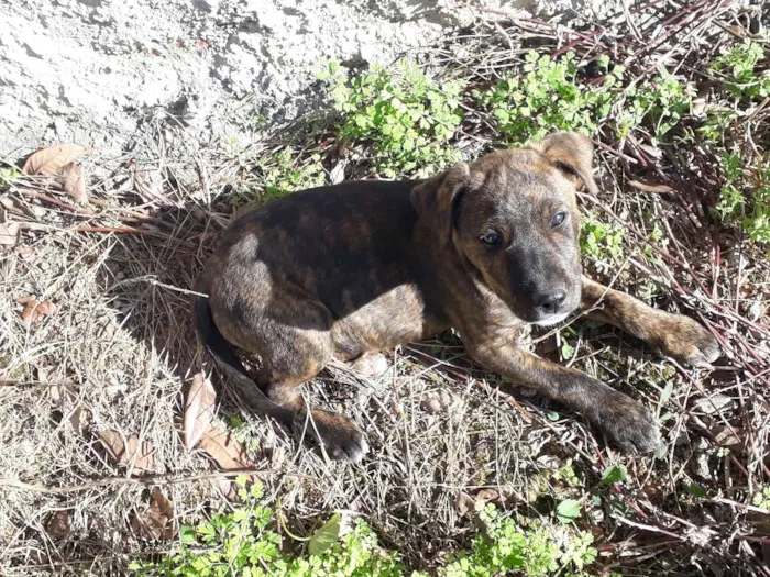 Cachorro ra a  idade 2 a 6 meses nome sem nome