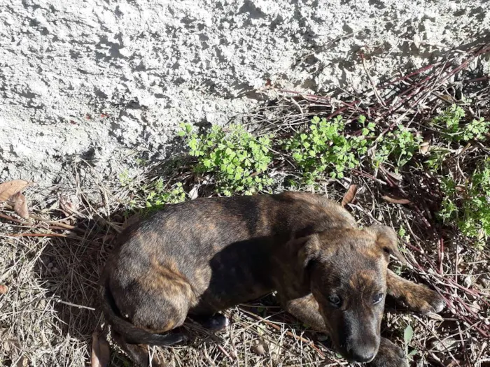 Cachorro ra a  idade 2 a 6 meses nome sem nome