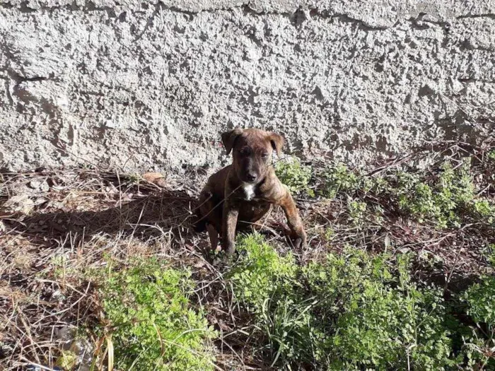 Cachorro ra a  idade 2 a 6 meses nome sem nome