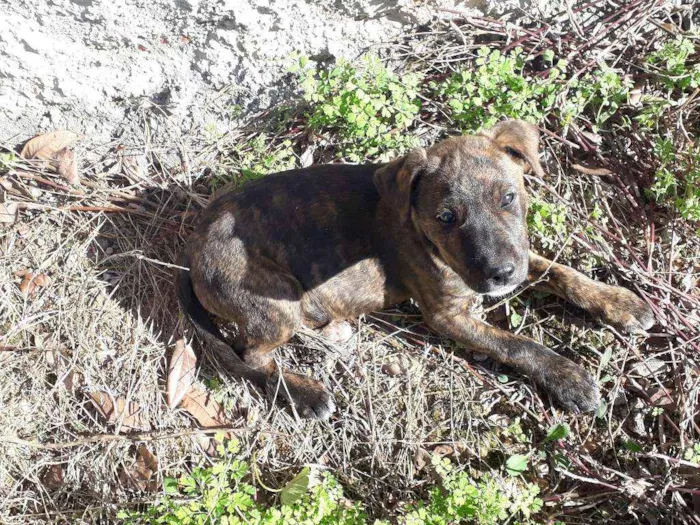 Cachorro ra a  idade 2 a 6 meses nome sem nome