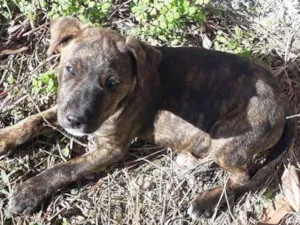 Cachorro raça  idade 2 a 6 meses nome sem nome