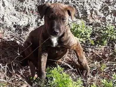 Cachorro ra a  idade 2 a 6 meses nome sem nome