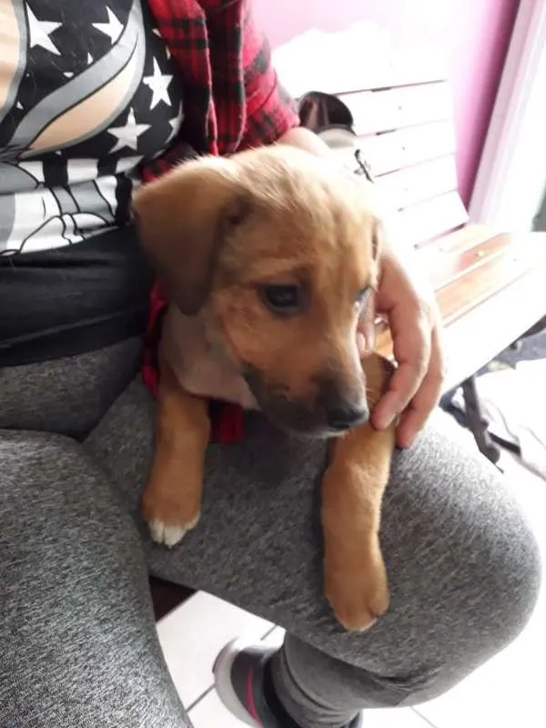 Cachorro ra a vira lata idade 2 a 6 meses nome Caramelo