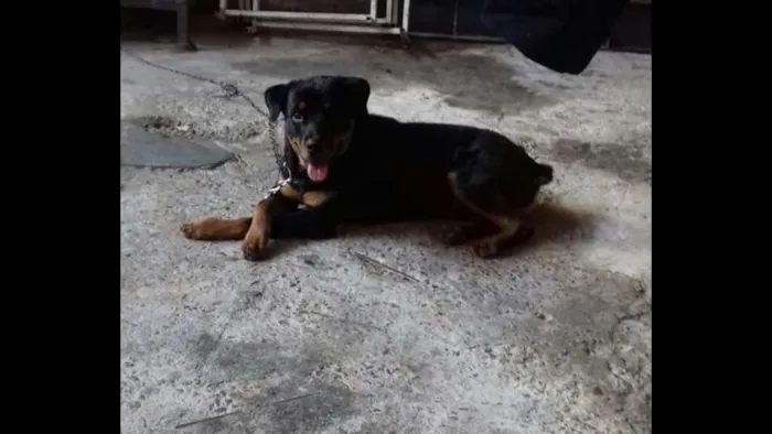 Cachorro ra a Rottweiler idade 1 ano nome Átila