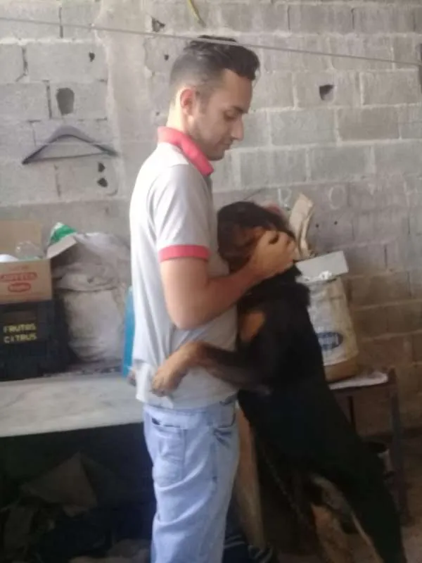 Cachorro ra a Rottweiler idade 1 ano nome Átila