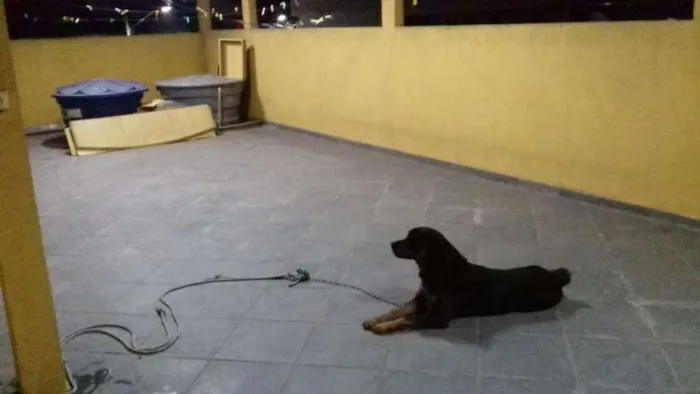Cachorro ra a Rottweiler idade 1 ano nome Átila