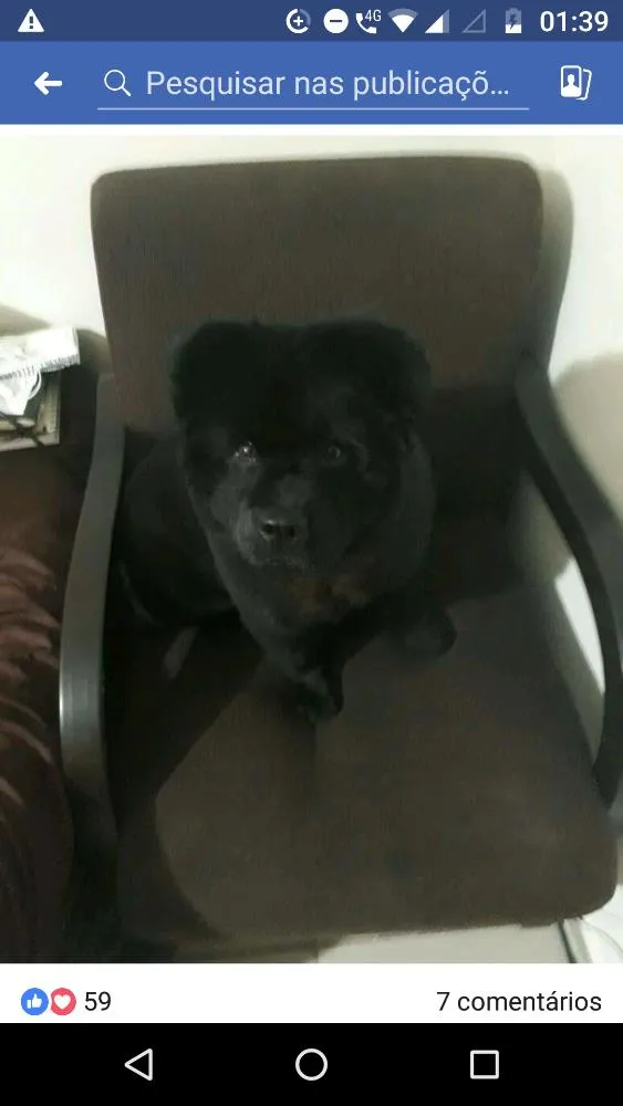 Cachorro ra a Chowchow idade 1 ano nome Nina