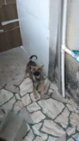 Não tem