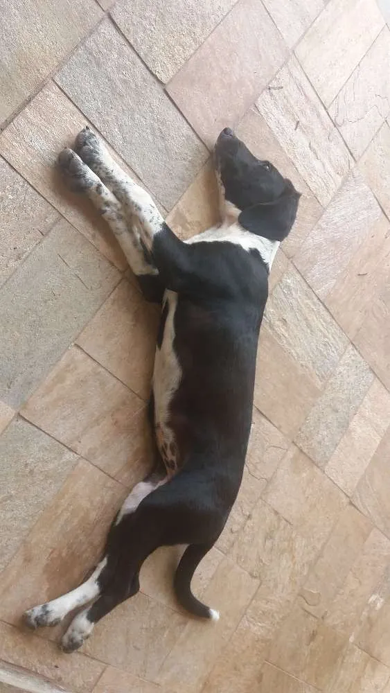 Cachorro raça Vira lata idade 1 ano nome July
