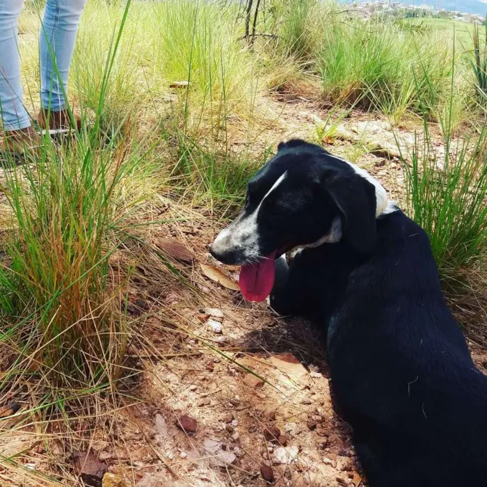 Cachorro raça Vira lata idade 1 ano nome July