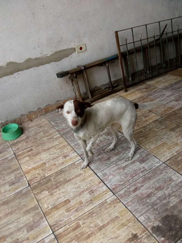 Cachorro ra a Vira lata idade 4 anos nome Dulce