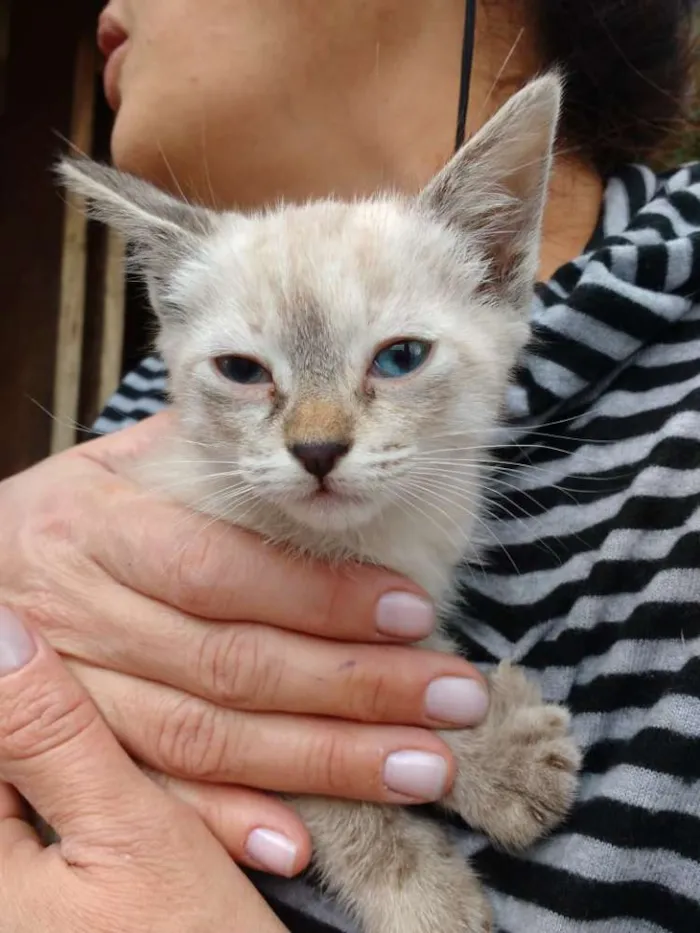 Gato ra a  idade 2 a 6 meses nome Holly 