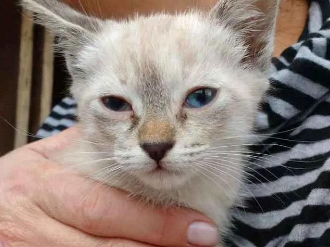 Gato ra a  idade 2 a 6 meses nome Holly 
