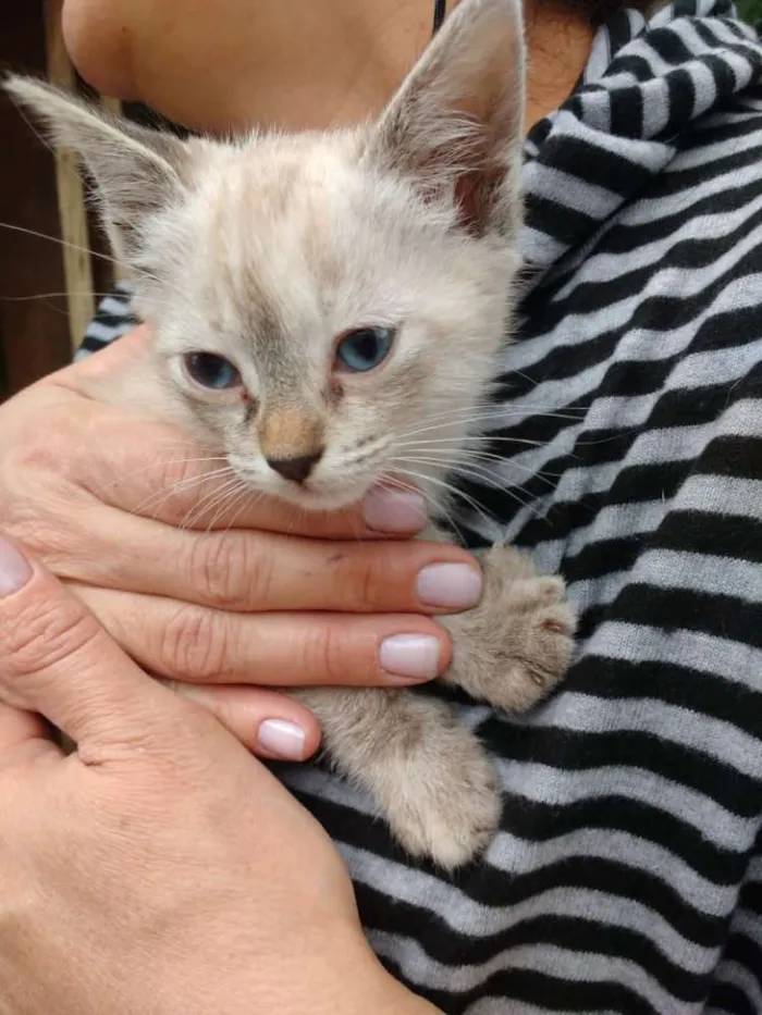 Gato ra a  idade 2 a 6 meses nome Holly 
