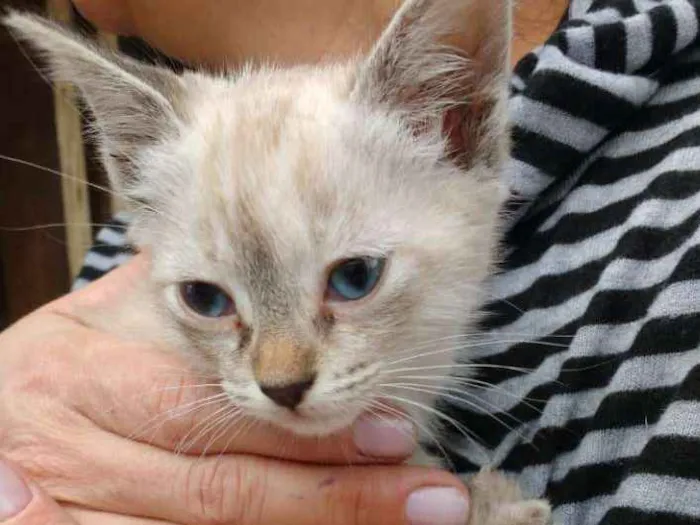 Gato ra a  idade 2 a 6 meses nome Holly 