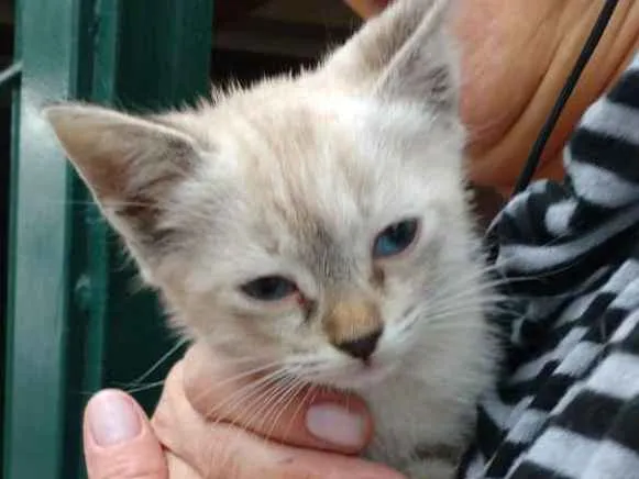 Gato ra a  idade 2 a 6 meses nome Holly 