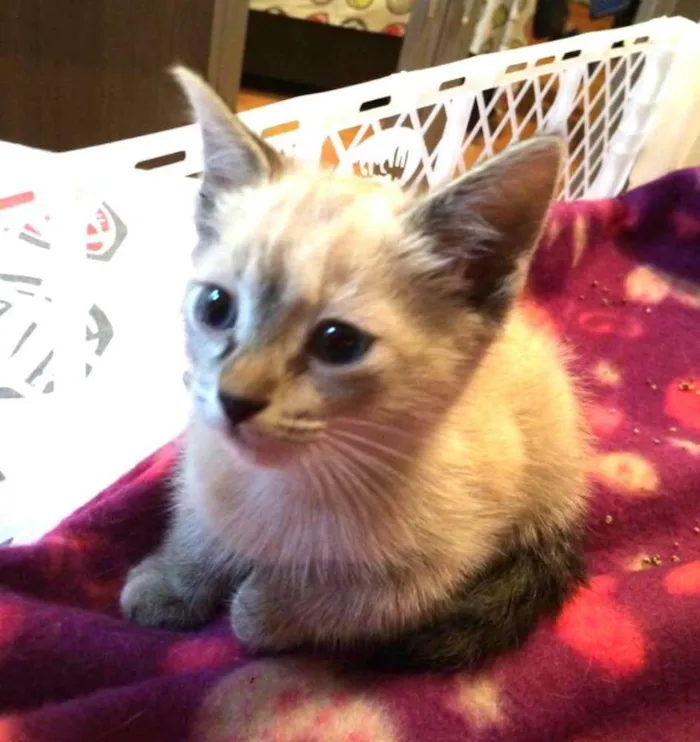 Gato ra a  idade 2 a 6 meses nome Holly 