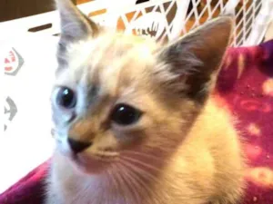 Gato raça  idade 2 a 6 meses nome Holly 