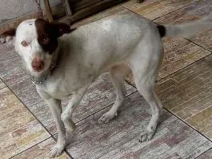 Cachorro raça Vira lata idade 4 anos nome Dulce
