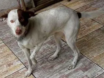 Cachorro ra a Vira lata idade 4 anos nome Dulce