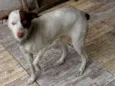 Dulce