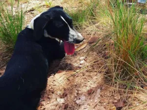 Cachorro raça Vira lata idade 1 ano nome July
