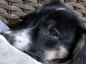 Cachorro raça Vira lata idade 2 a 6 meses nome Não tem