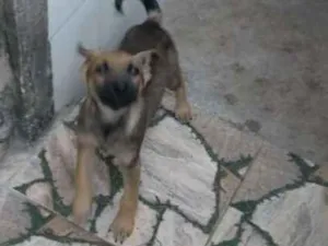 Cachorro raça Vira lata idade 2 a 6 meses nome Não tem