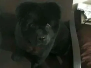 Cachorro raça Chowchow idade 1 ano nome Nina