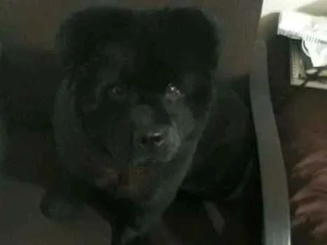 Cachorro ra a Chowchow idade 1 ano nome Nina
