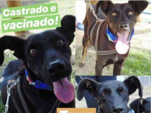 Cachorro raça SRD idade 2 anos nome Terra