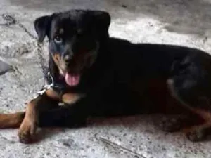 Cachorro raça Rottweiler idade 1 ano nome Átila