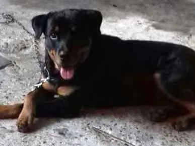 Cachorro ra a Rottweiler idade 1 ano nome Átila