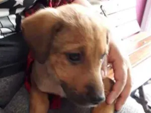 Cachorro raça vira lata idade 2 a 6 meses nome Caramelo