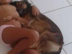 Cachorro raça Vira-lata idade 3 anos nome Ohana
