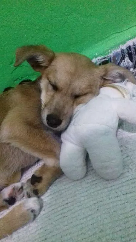 Cachorro ra a vira lata idade 2 a 6 meses nome indefinido