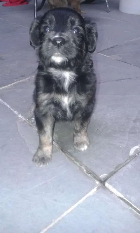 Cachorro ra a vira lata idade 2 a 6 meses nome indefinido
