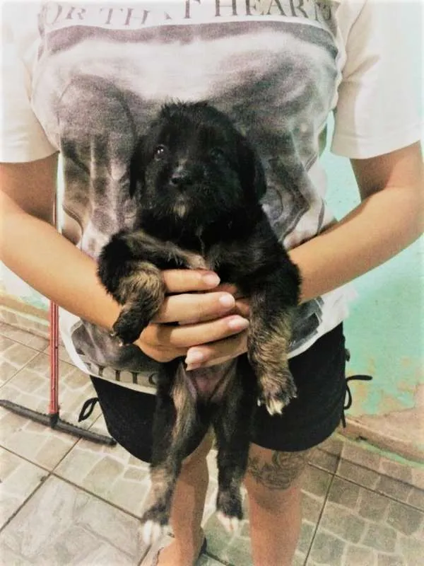 Cachorro ra a vira lata idade 2 a 6 meses nome indefinido