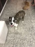 Bella