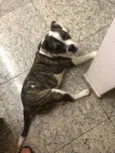 Bella