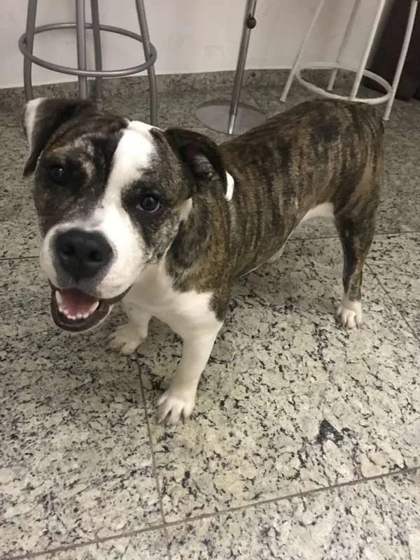 Cachorro raça American Bullying idade 7 a 11 meses nome Bella